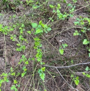 Rubus parvifolius at Wallaroo, NSW - 5 Sep 2024 10:00 AM