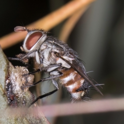 Unidentified Bristle Fly (Tachinidae) at Flynn, ACT - 3 Sep 2024 by kasiaaus