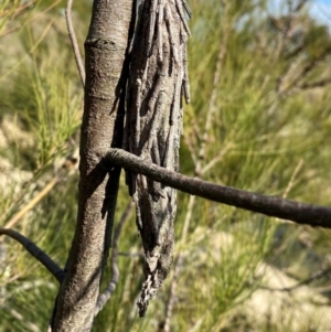 Metura elongatus at Googong, NSW - suppressed