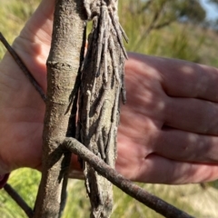 Metura elongatus at Googong, NSW - suppressed