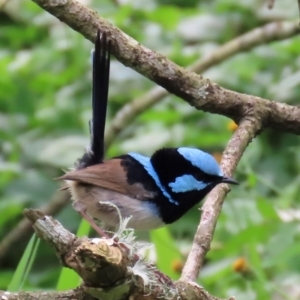 Malurus cyaneus at Kangaroo Valley, NSW - suppressed