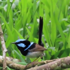 Malurus cyaneus at Kangaroo Valley, NSW - suppressed