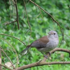 Colluricincla harmonica (Grey Shrikethrush) at Kangaroo Valley, NSW - 5 Sep 2024 by lbradley