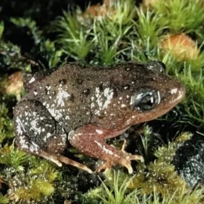 Anstisia alba (White-bellied Frog, Creek Frog) at Boranup, WA - 18 Nov 1998 by MichaelBedingfield