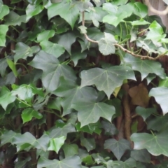 Hedera helix (Ivy) at Kangaroo Valley, NSW - 5 Sep 2024 by lbradley