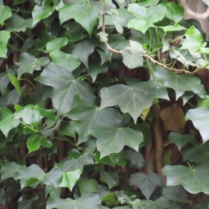 Hedera helix at Kangaroo Valley, NSW - suppressed