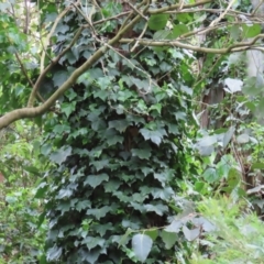 Hedera helix at Kangaroo Valley, NSW - suppressed