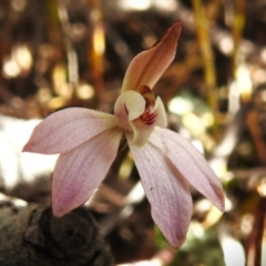 Caladenia fuscata (Dusky Fingers) at Tharwa, ACT - 4 Sep 2024 by JohnBundock