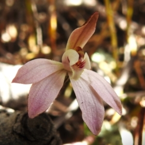 Caladenia fuscata at Tharwa, ACT - 4 Sep 2024