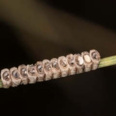 Unidentified Insect at Flynn, ACT - 3 Sep 2024 by kasiaaus