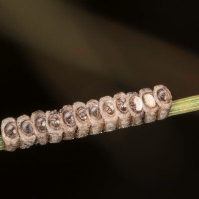 Unverified Insect at Flynn, ACT - 3 Sep 2024 by kasiaaus