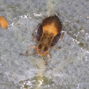 Glycaspis sp. (genus) at Melba, ACT - 3 Sep 2024 01:25 PM