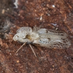 Corythucha ciliata (Sycamore Lace Bug) at Fraser, ACT - 3 Sep 2024 by kasiaaus