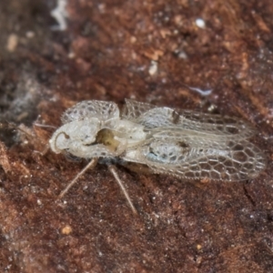 Corythucha ciliata at Fraser, ACT - 3 Sep 2024