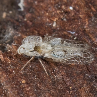 Corythucha ciliata (Sycamore Lace Bug) at Fraser, ACT - 3 Sep 2024 by kasiaaus