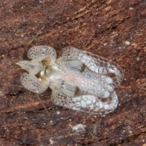 Corythucha ciliata at Fraser, ACT - 3 Sep 2024