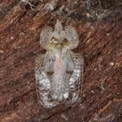 Corythucha ciliata at Fraser, ACT - 3 Sep 2024