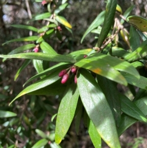 Pittosporum bicolor at Captains Flat, NSW - 4 Sep 2024