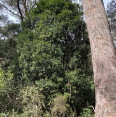 Pittosporum bicolor at Captains Flat, NSW - 4 Sep 2024