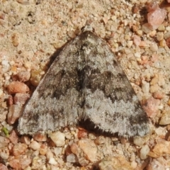 Dichromodes disputata (Scaled Heath Moth) at Tharwa, ACT - 4 Sep 2024 by JohnBundock