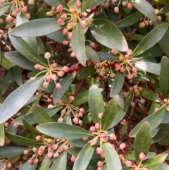 Tasmannia lanceolata (Mountain Pepper) at Harolds Cross, NSW - 4 Sep 2024 by AnneG1