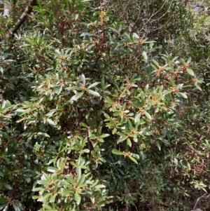 Tasmannia lanceolata at Harolds Cross, NSW - 4 Sep 2024