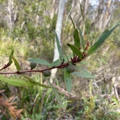 Persoonia silvatica (Forest Geebung) at Captains Flat, NSW - 4 Sep 2024 by AnneG1