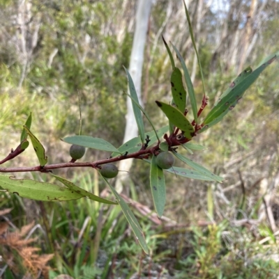 Persoonia silvatica (Forest Geebung) at Captains Flat, NSW - 4 Sep 2024 by AnneG1