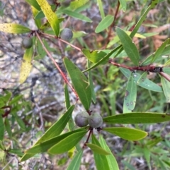 Persoonia silvatica at Captains Flat, NSW - 4 Sep 2024