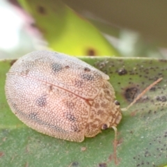 Paropsis atomaria at Harolds Cross, NSW - 4 Sep 2024