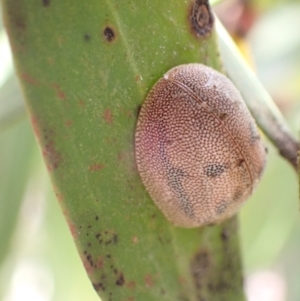 Paropsis atomaria at Harolds Cross, NSW - 4 Sep 2024