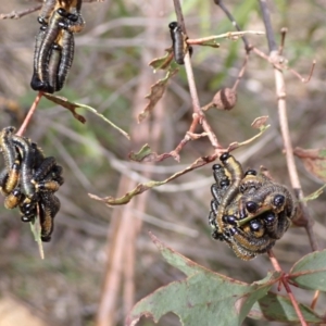 Perginae sp. (subfamily) at Harolds Cross, NSW - 4 Sep 2024 10:31 AM