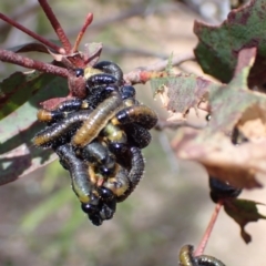 Perginae sp. (subfamily) at Harolds Cross, NSW - 4 Sep 2024 10:31 AM