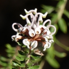 Grevillea buxifolia subsp. buxifolia (Grey Spider Flower) at Wedderburn, NSW - 3 Sep 2024 by Curiosity