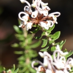 Grevillea buxifolia subsp. buxifolia at Wedderburn, NSW - 4 Sep 2024