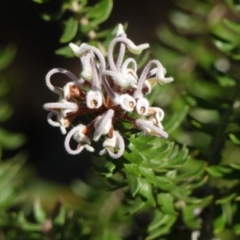 Grevillea buxifolia subsp. buxifolia at Wedderburn, NSW - 4 Sep 2024 09:46 AM