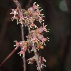 Acrotriche leucocarpa (Tall Acrotriche) at Harolds Cross, NSW - 4 Sep 2024 by AnneG1