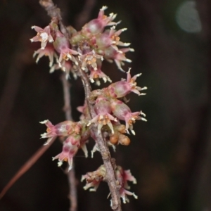 Acrotriche leucocarpa at Harolds Cross, NSW - 4 Sep 2024