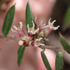 Acrotriche leucocarpa at Harolds Cross, NSW - 4 Sep 2024