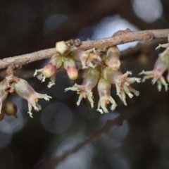 Acrotriche leucocarpa at Harolds Cross, NSW - 4 Sep 2024