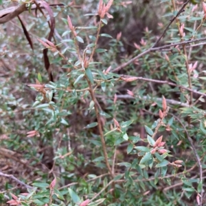 Acrotriche leucocarpa at Harolds Cross, NSW - 4 Sep 2024 11:06 AM