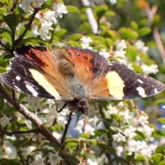 Vanessa itea (Yellow Admiral) at Harolds Cross, NSW - 4 Sep 2024 by AnneG1