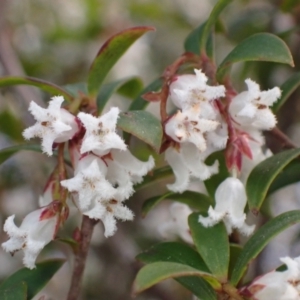 Leucopogon gelidus at Harolds Cross, NSW - 4 Sep 2024 11:57 AM