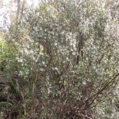 Leucopogon gelidus at Harolds Cross, NSW - 4 Sep 2024