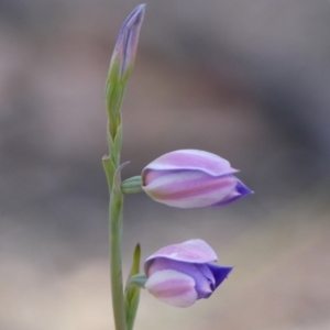 Thelymitra ixioides at Wedderburn, NSW - 4 Sep 2024