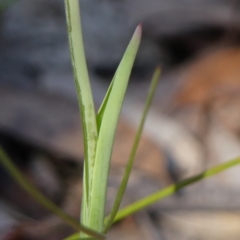 Thelymitra ixioides at Wedderburn, NSW - 4 Sep 2024