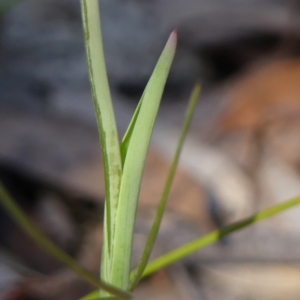 Thelymitra ixioides at Wedderburn, NSW - suppressed