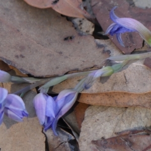 Thelymitra ixioides at Wedderburn, NSW - 4 Sep 2024