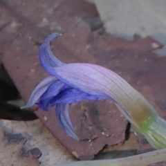 Thelymitra ixioides at Wedderburn, NSW - 4 Sep 2024