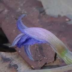 Thelymitra ixioides at Wedderburn, NSW - suppressed